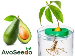 AvoSeedo - dyrk avokado