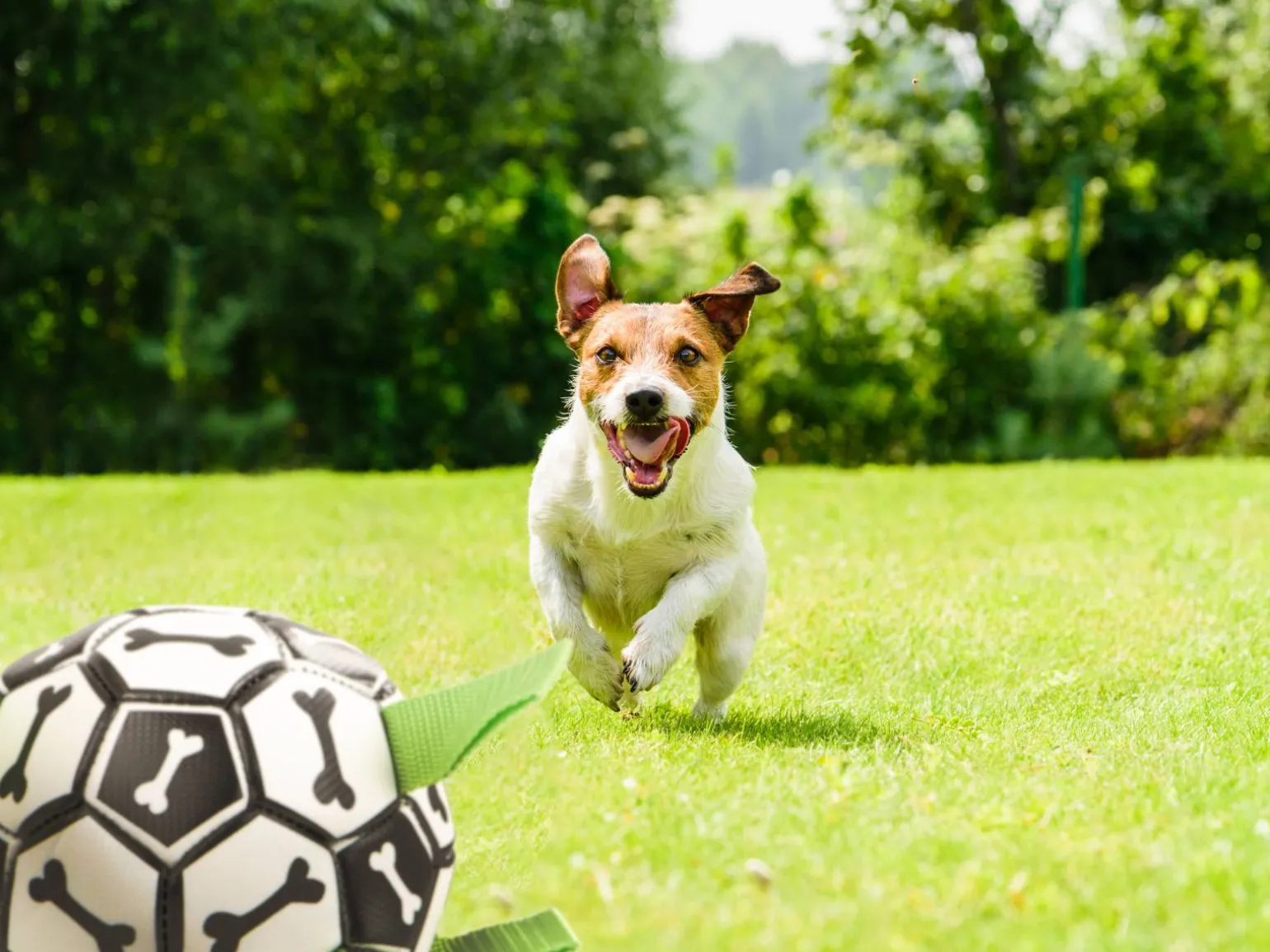 Hundefodbold