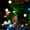Juletræspynt Yorkshireterrier