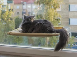 Katteseng Til Vindue