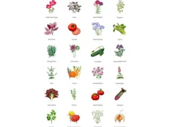 Magic Garden Seeds Julekalender