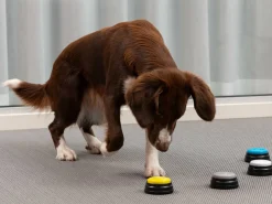 Optageknapper til Hund - Spralla