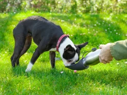 Vandflaske til Hund - Utenu