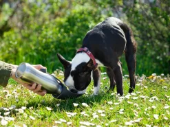 Vandflaske til Hund - Utenu