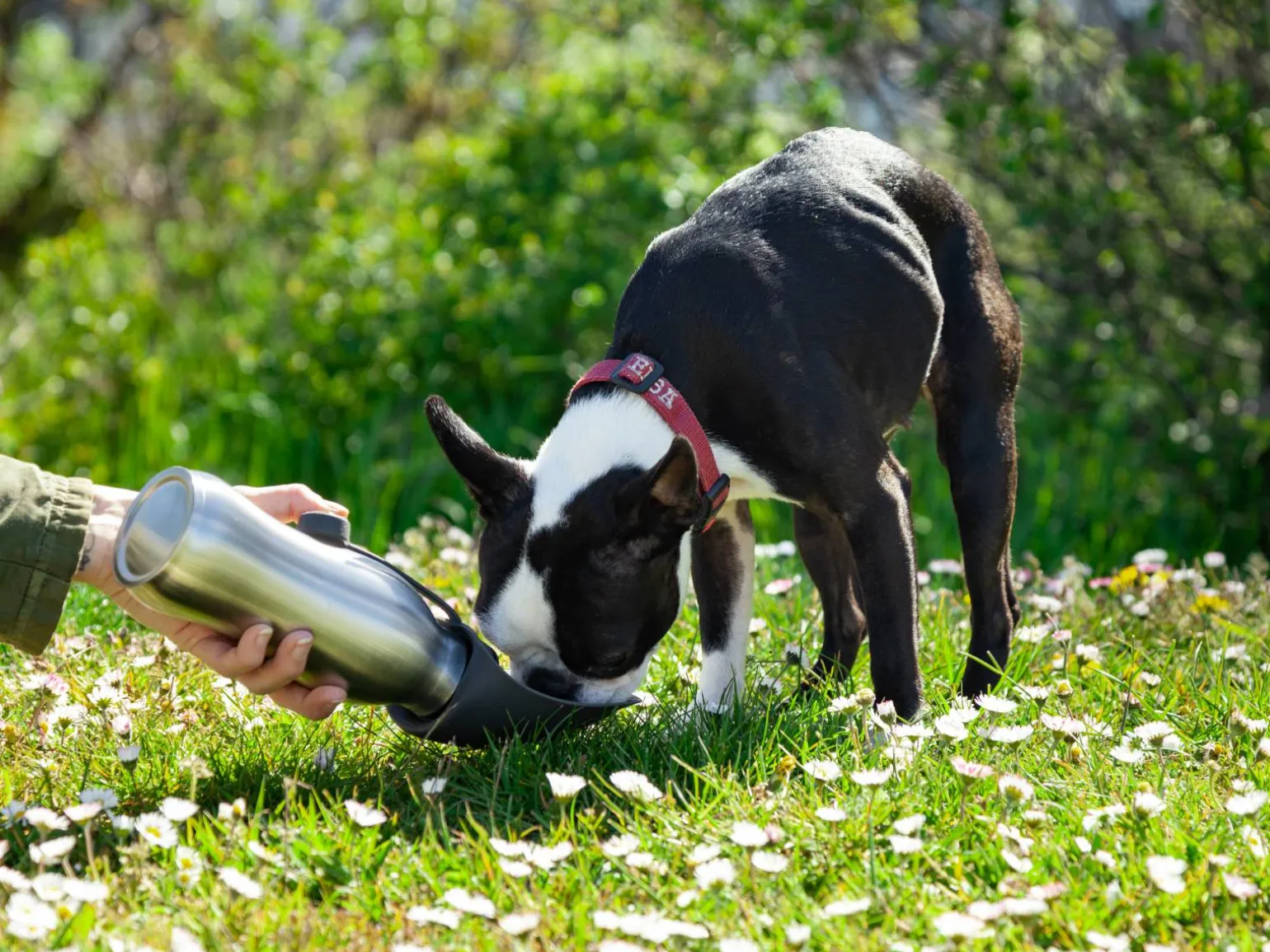 Vandflaske til Hund - Utenu
