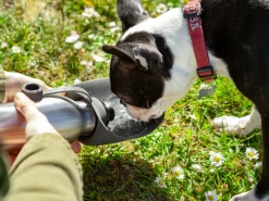 Vandflaske til Hund - Utenu
